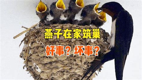 燕子筑巢是好事吗|回顾：燕子为何在人房檐下筑巢？只在有福之家？它来搭窝是好是坏